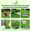 Outsidepride Green Carpet Herniaria Glabra Seeds - 10,000 Pcs Perennial,