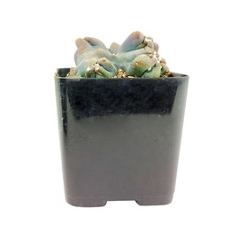 Cereus Ming Thing | Cereus Forbesii Monstrose | Unique Shaped Succulent Plant (4" + Clay Pot)