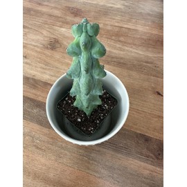 Boobie Cactus Myrtillocactus Geometrizans Rare Succulents Plants Live - Mature Indoor Plants for Plant Lovers and Collectors (6'' Boobie)