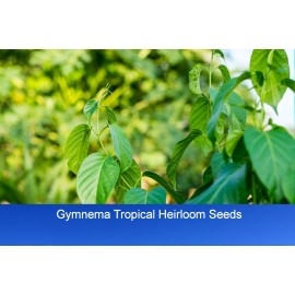Serendipity Seeds Tropical Seeds -Gymnema sylvestre-  5 Garden Seeds- Gurmar