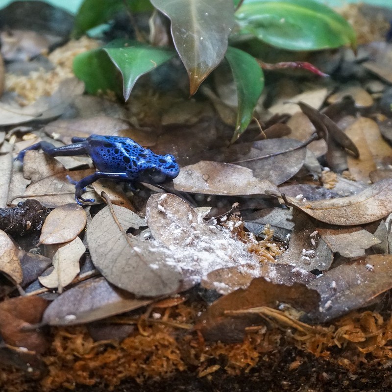 RepCal Calcium with Vitamin D3 and PhosphorusFree (5.5oz)