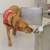 12 Pack Dog Nose Metal Container with 12 Magnetic Dogs