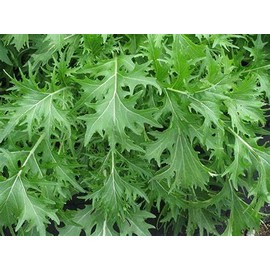 2000 Mizuna Mustard Seeds for Planting Heirloom Non GMO 4+ Grams Garden Vegetable Bulk Survival Microgreems Mustard Sprouts