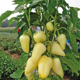 CEMEHA SEEDS - Seeds White-Red Sweet Bell Pepper Belozerka Non GMO Vegetable for Planting