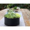 D'vine Dev 8 Inch Plastic Shallow Planter, Large Round Succulent
