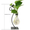 Marbrasse Desktop Glass Planter Hydroponics Vase,Planter Bulb Vase with Holder