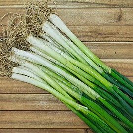 Onion Seeds - Bunching - Southport White Globe 404-1 g Packet ~300 Seeds - Allium cepa - Farm & Garden Vegetable Seeds - Non-GMO, Heirloom, Open Pollinated, Annual