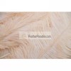 FeatherParadise Beige Ostrich Feathers 6-8 inch 100 Pieces (USA Seller)