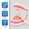 Giant Teeth Dental Demonstration Model with Toothbrush, Enlarged 6 Times