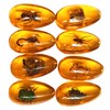 Western Eagle Workshop 8pcs Amber Fossil with Insects Samples Stones