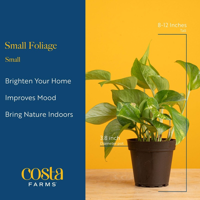 Costa Farms Live Indoor Plant Bundle in Plastic Pots, Easy