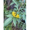 Unbranded 100 SEMILLAS DE TRONADORA DIABETINA ESPERANZA TECOMA STANS YELLOW