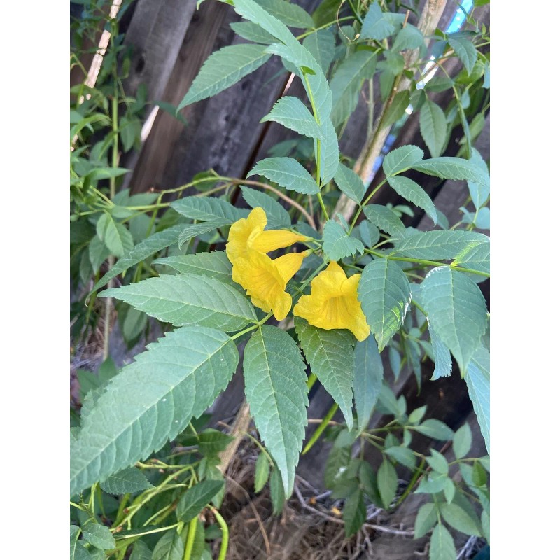 Unbranded 100 SEMILLAS DE TRONADORA DIABETINA ESPERANZA TECOMA STANS YELLOW