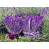 Seeds Lavender Herbs Garden for Planting Non GMO