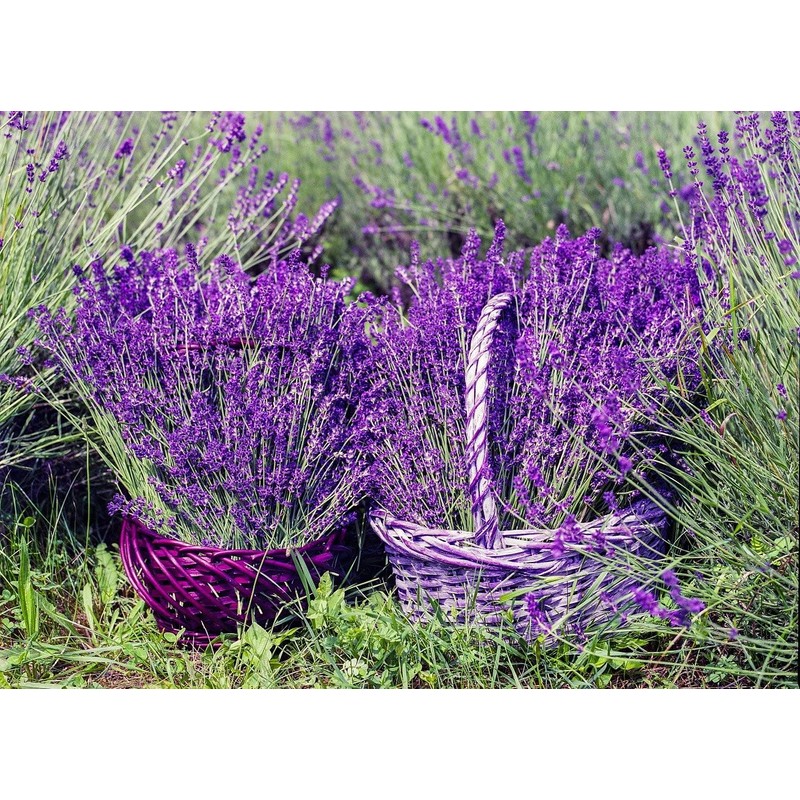 Seeds Lavender Herbs Garden for Planting Non GMO