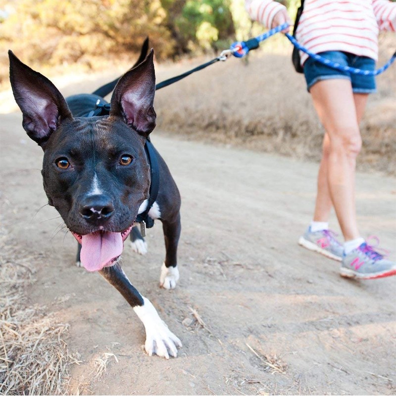 ZippyPaws Climbers Rope Heavy Duty Dog Leash - Thick Leashes