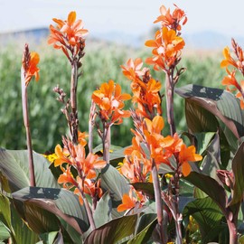 Eden Brothers Canna Lily Bulbs - Wyoming