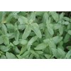 Armenian Wild Mountain Mint, Wild Harvest 28 grams = 1