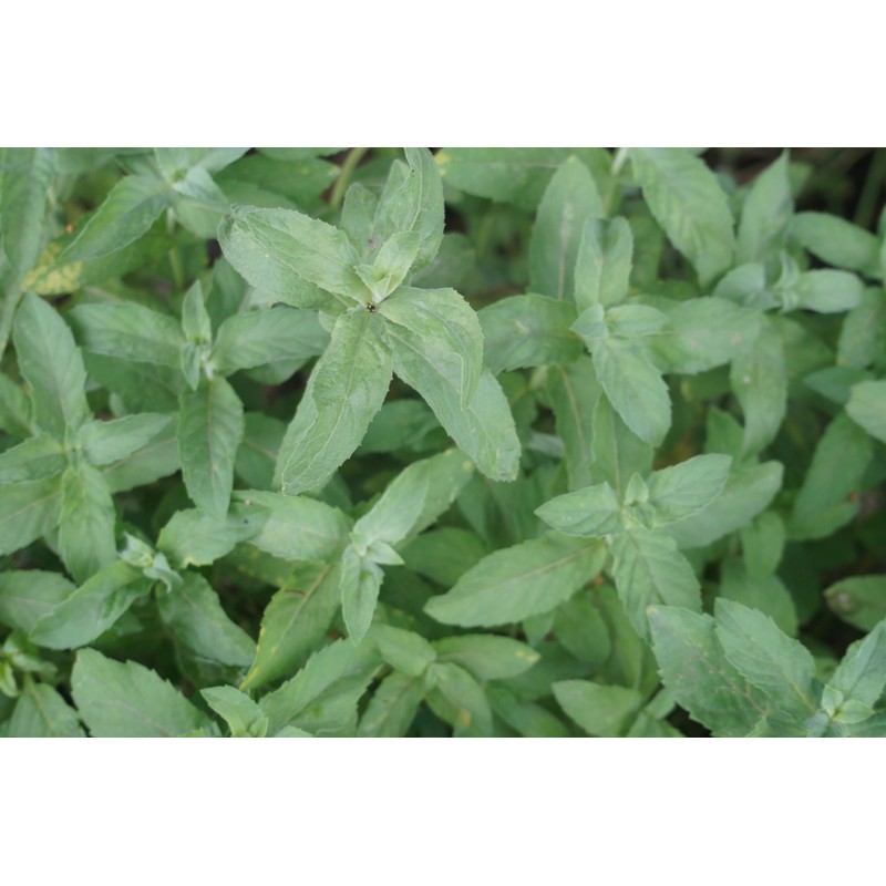 Armenian Wild Mountain Mint, Wild Harvest 28 grams = 1