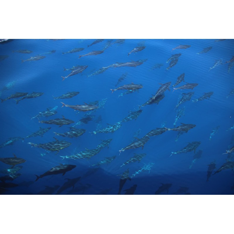 Wild Sicilian Mackerel in EVOO - Sicily, Italy - 290