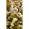 Spiraea thun. 'Ogon' (Mellow Yellow) (Spirea) Shrub, #3 - Size