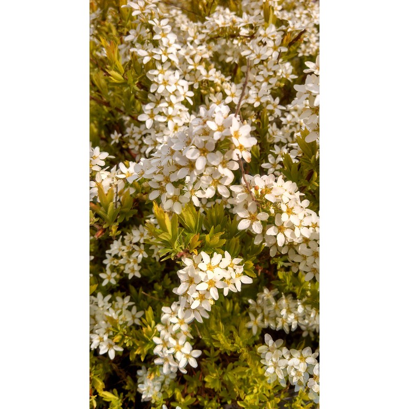 Spiraea thun. 'Ogon' (Mellow Yellow) (Spirea) Shrub, #3 - Size