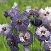 Poppy Shirley Amazing Grey - 15 Seeds - Papaver Rhoeas