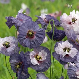 Poppy Shirley Amazing Grey - 15 Seeds - Papaver Rhoeas