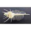 Florida Shells and Gifts One Beautiful Small Venus Comb Murex
