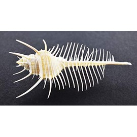 Florida Shells and Gifts One Beautiful Small Venus Comb Murex Shell Seashell 2-3" Nautical Beach Collector Decor