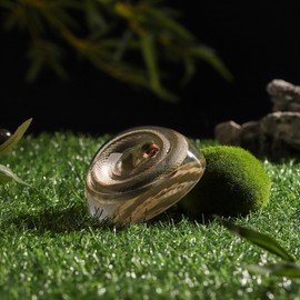 Taxidermy Snake, Real Snakes Specimens Animal Specimen in Resin for Science Classroom Science Education, Great Gift for Fans of Taxidermy, Animal Skull, Oddities, Biology (Round 3.5 inch)