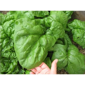 NIKA SEEDS - Vegetable Winter Spinach Giant - 300 Seeds