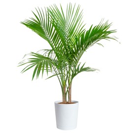 Costa Farms Majesty Palm Live Plant, Spring Decor, Giftable Plant Item, Indoor and Outdoor Live Palm Tree, Potted in Natural Pot, Tropical Patio, 3-4 Feet Tall