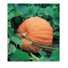 BmoreSpicy.com 10 seeds Big Max Giant Pumpkin Heirloom Huge prizewinners weigh 100+ pounds!
