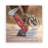 Equinez Tools Farrier Hoof Buffer Stainless Steel with Special Ergonomic