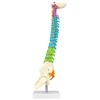 QWORK® Flexible Human Spine Model with Spinal Nerves, Pelvis and