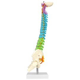 QWORK® Flexible Human Spine Model with Spinal Nerves, Pelvis and Thighs, Anatomical Model of the Spine for Medical Students, Doctors and Teachers - 45 cm
