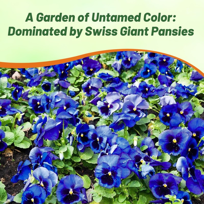 Outsidepride Blue Ullswater Viola Pansy Seeds for Planting - 1,000