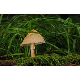 Rompecabezas De Madera Adulto De 1000 Piezas,Hongo Paisaje Rompecabezas Difícil Duro Rompecabezas Grande Rompecabezas Premium Cartón Diy Rompecabezas 