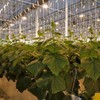 10Pack Greenhouse Trellising Kit Plant Roller Hooks, Tomato Trellis Roller