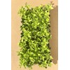 Ligustrum Waxleaf Privet - 10 Live Plants - Evergreen Privacy