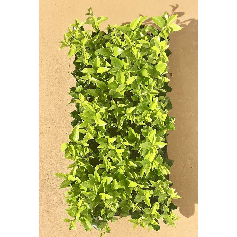 Ligustrum Waxleaf Privet - 10 Live Plants - Evergreen Privacy