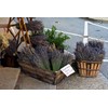 TooGet Natural Lavender Bundles, 200 Freshly Harvested Dried Stems Lavender