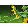 The Jonsteen Company Sunflower | Flower Seed Grow Kit |