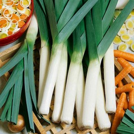 250 Large American Flag Leek Seeds for Planting Short Day Italian Heirloom Onion. Non GMO 0.8 Grams Garden Vegetable Bulk Survival