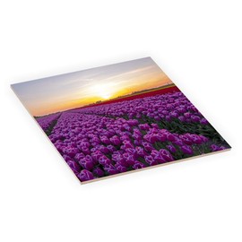 Island Gifting 8 Inch Square Decorative Ceramic Tile (Art) for Wall or Decor Featuring Image of Blooming Flower Bulbs in Countryside from Netherlands, netherl2