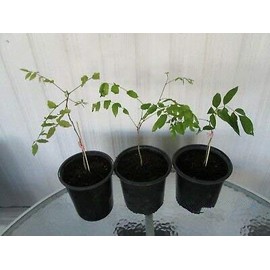 Stunning Live 1 Potted Chinese Blue Weeping Wisteria Tree Fresh Plant
