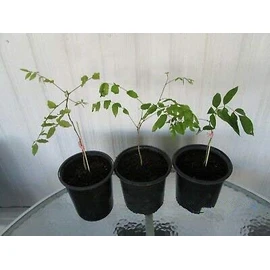 Stunning Live 1 Potted Chinese Blue Weeping Wisteria Tree Fresh Plant