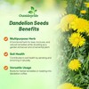 Outsidepride Dandelion Seeds for Planting - 10,000 Seeds Perennial, Easy