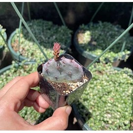 FOLIAGEMS Live Cactus Plants from USKC (2"Pot Opuntia Santa Rita)